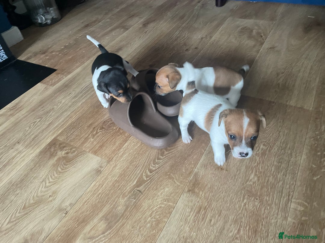 Jack Russell dogs for sale: Jack Russel Pups Short Legged - Image 20