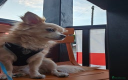 Chihuahua dogs for sale: 5 year old chihuahua  - Image 4