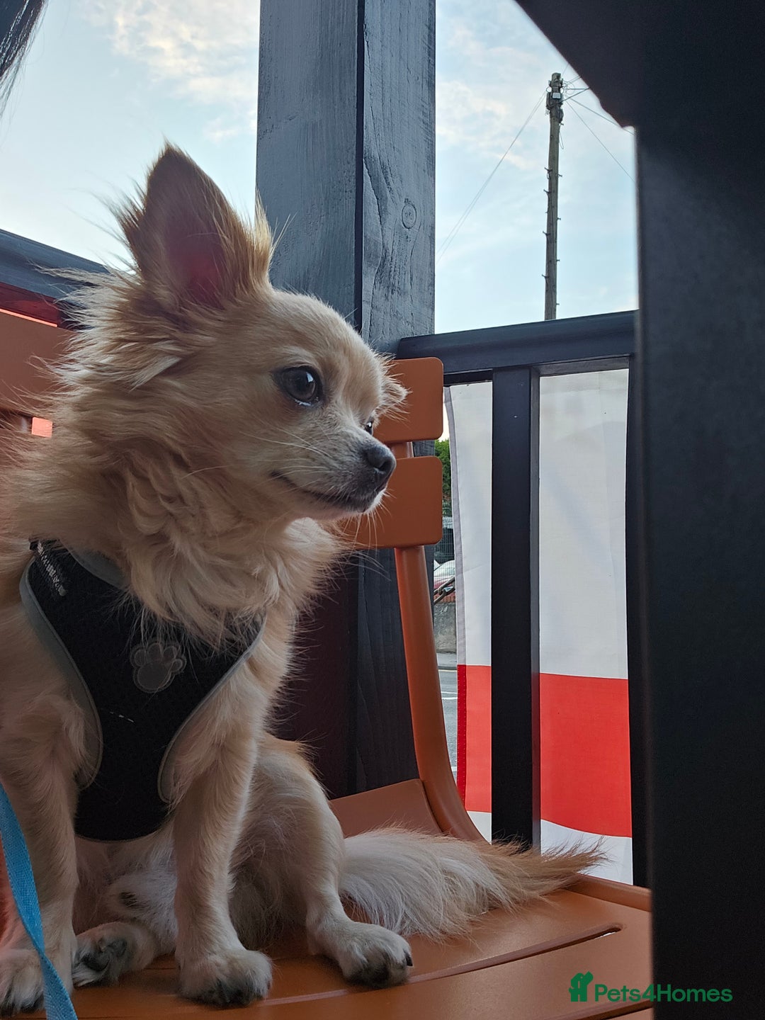Chihuahua dogs for sale: 5 year old chihuahua  - Image 4