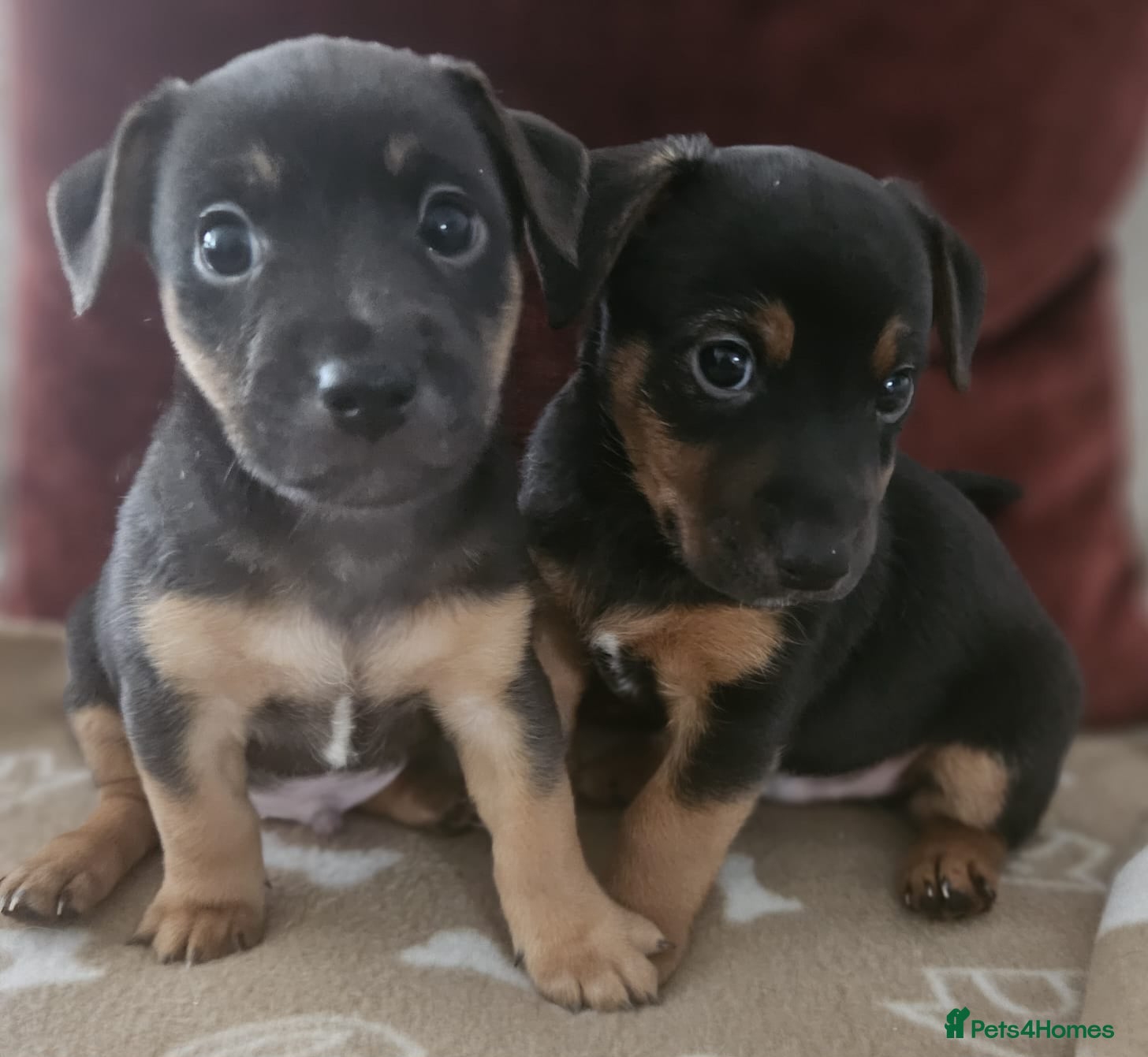 Jack Russell dogs Only 2 left! Jack Russell Pups! - Advert 1