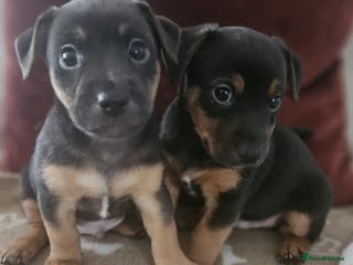 Jack Russell dogs Only 2 left! Jack Russell Pups! - Advert 1