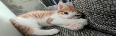Mixed Breed 3
