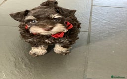 Miniature Schnauzer dogs for sale: 5* Licensed KC Toy Chocolate Schnauzers - Image 18
