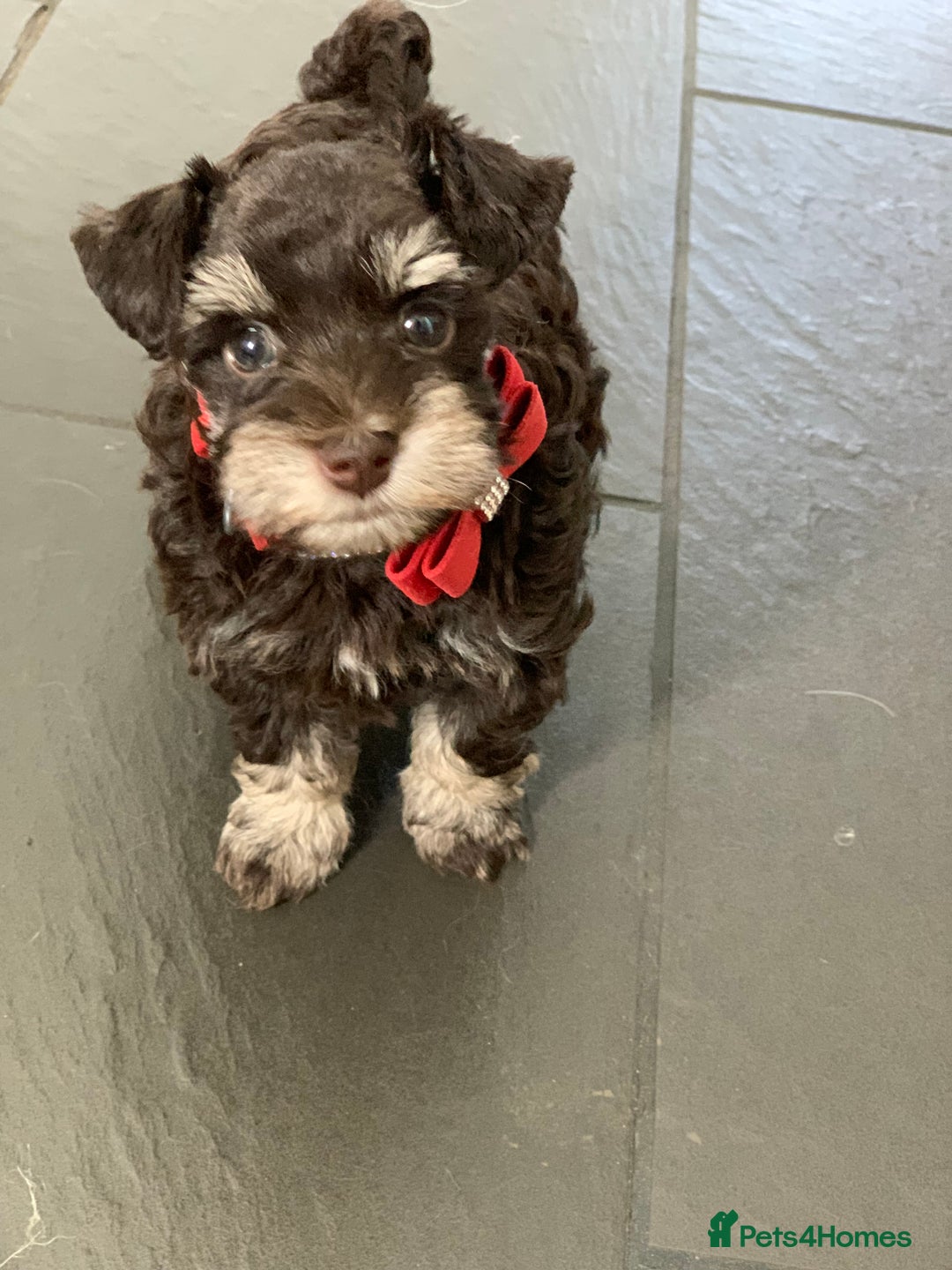 Miniature Schnauzer dogs for sale: 5* Licensed KC Toy Chocolate Schnauzers - Image 18