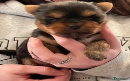 Mixed Breed dogs for sale: Biewer terrier puppy male, vaccs chip ect  - Image 11