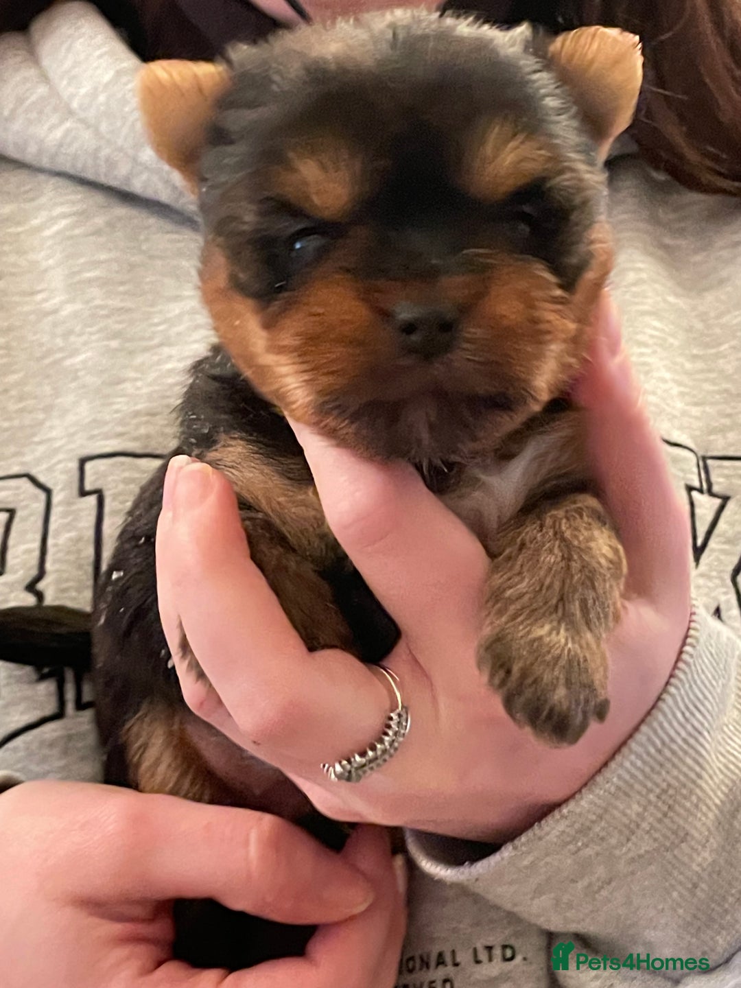 Mixed Breed dogs for sale: Biewer terrier puppy male, vaccs chip ect  - Image 11