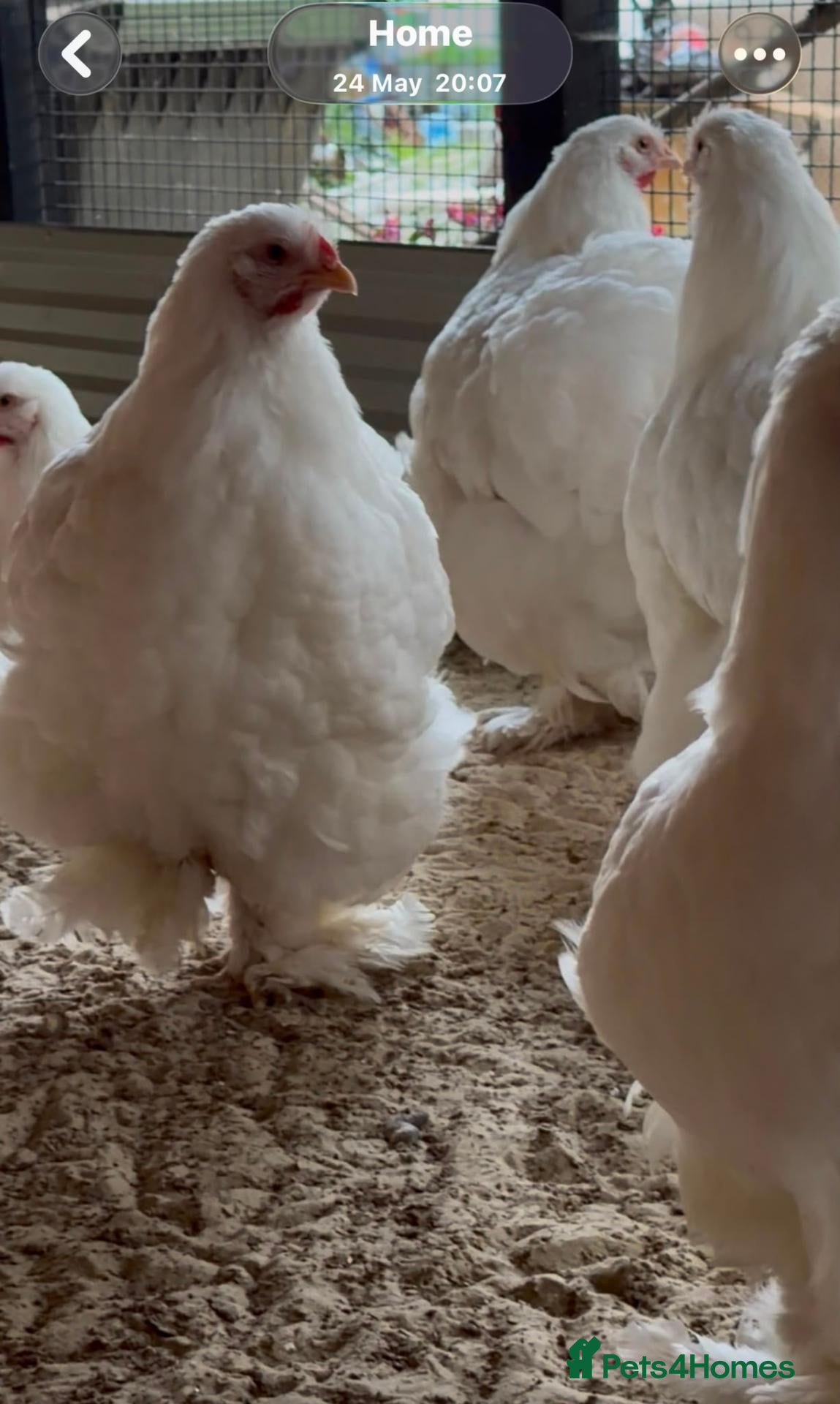 Chickens poultry white cochins  - Advert 2