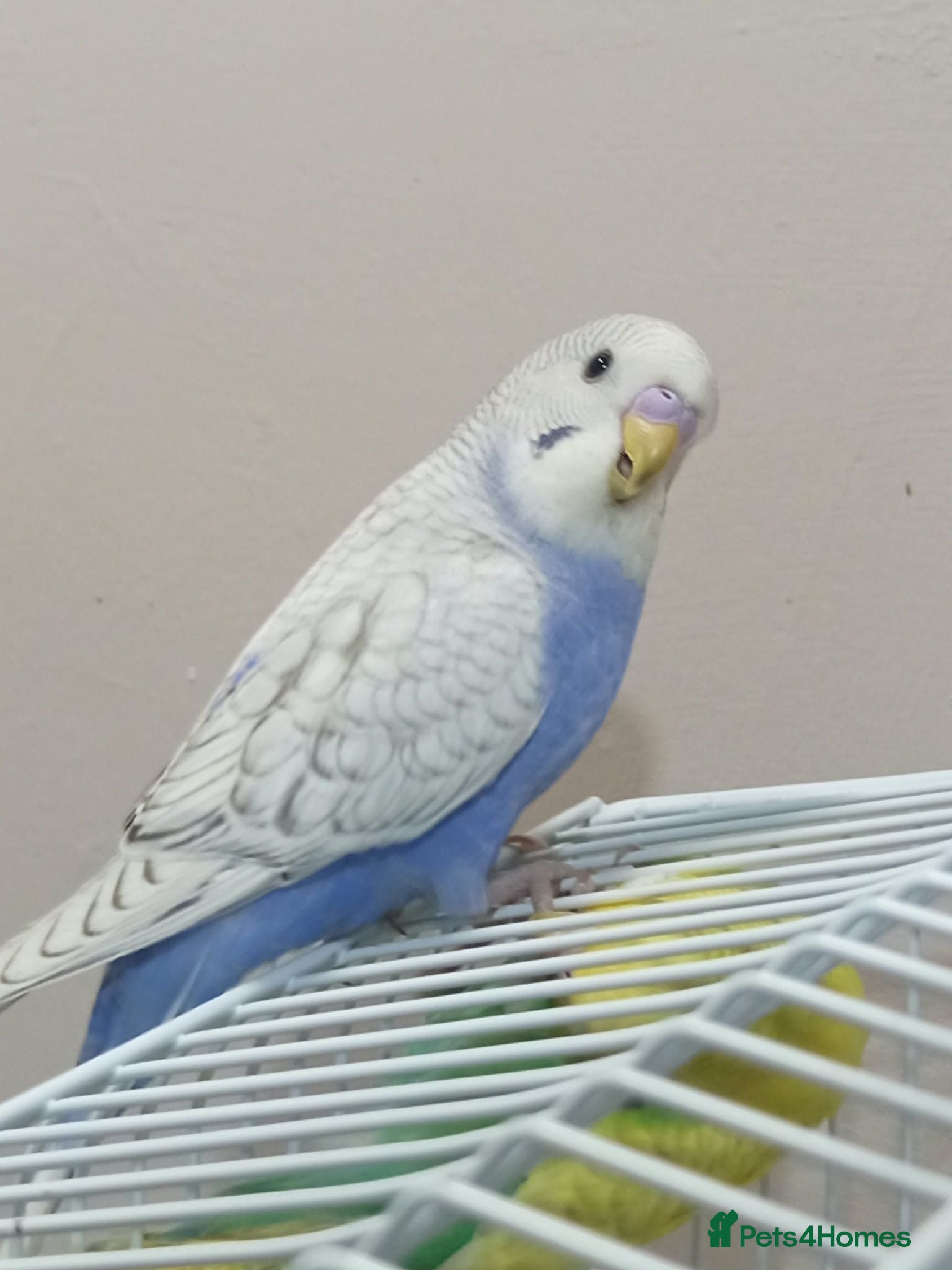 Budgerigars birds Outstanding pet baby budgies priced from £40 - Advert 1