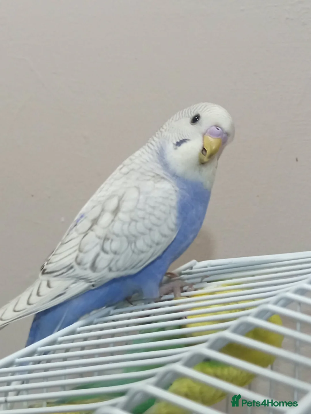 Budgerigars birds for sale: Outstanding pet baby budgies priced from £40 - Advert 1
