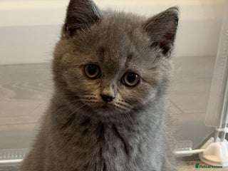 Scottish Fold cats Beautiful TICA reg Scottish Fold/Straight Kittens - Advert 2