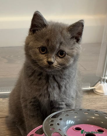 Scottish Fold cats Beautiful TICA reg Scottish Fold/Straight Kittens - Advert 10