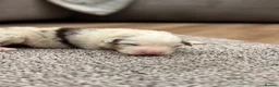 Australian Shepherd dogs for sale: 7 stunning Australian Shepards  - Advert 13