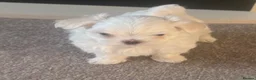Maltese dogs for sale: Maltese Korean mini  - Advert 1