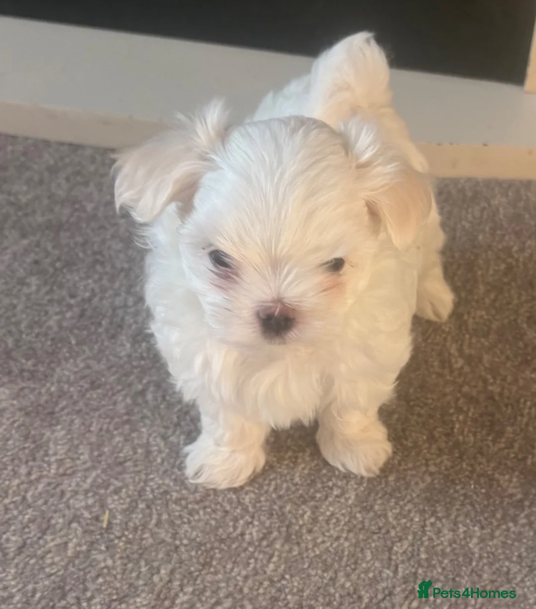 Maltese dogs for sale: Maltese Korean mini  - Advert 1