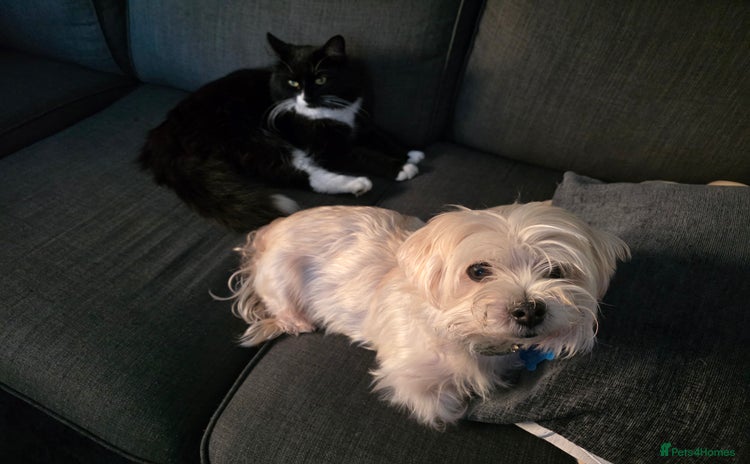Morkie dogs - Advert 1