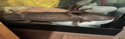 Axolotl reptiles for sale: Complete setup including 2 axolotyl  in Huddersfield - Advert 3