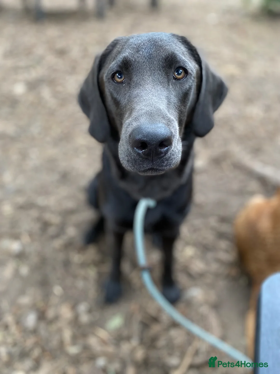 Labrador Retriever dogs for sale: Charcoal female labrador for rehoming - Advert 3