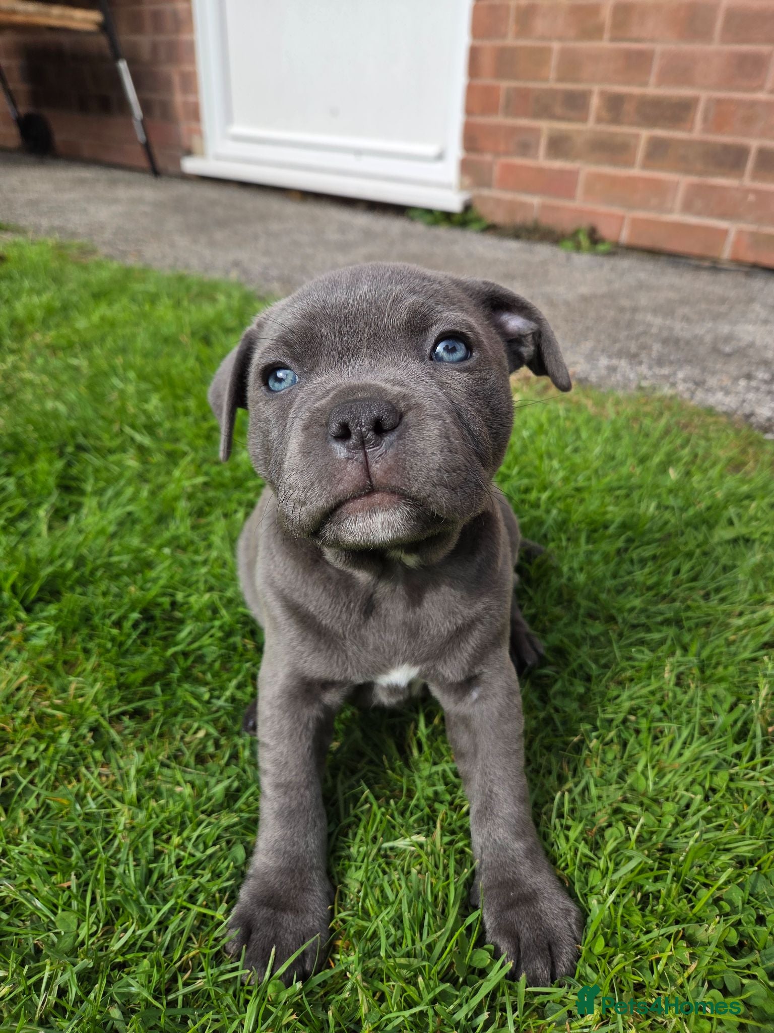 Staffordshire Bull Terrier dogs Beautiful KC Staffordshire Bull Terrier Girl  - Advert 13