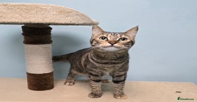Mixed Breed cats - Advert 3