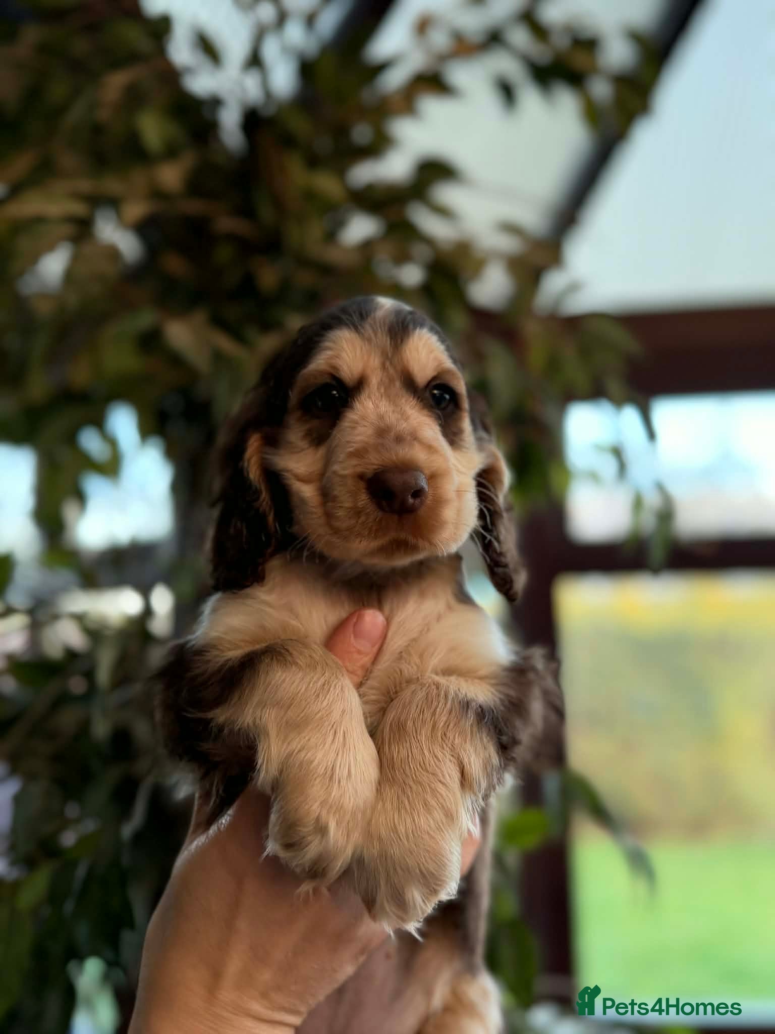 Cocker Spaniel dogs Gorgeous show cocker spaniels ready to go  - Advert 5