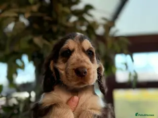 Cocker Spaniel dogs Gorgeous show cocker spaniels ready to go - Advert 5