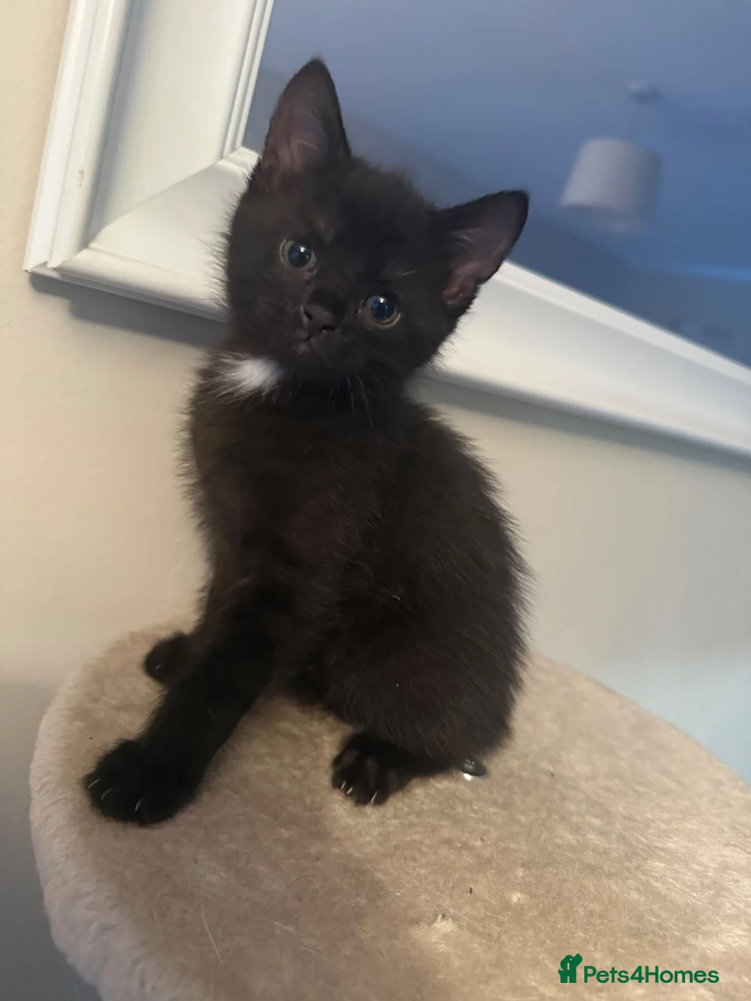 Mixed Breed cats for sale: 3 kittens ready for home  in Birmingham - Advert 5