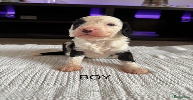 Cockapoo dogs - Advert 4
