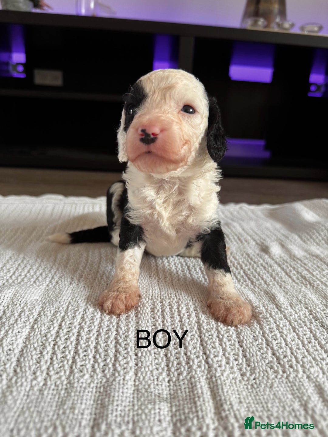 Cockapoo dogs for sale: Cockapoo puppies  - Image 2