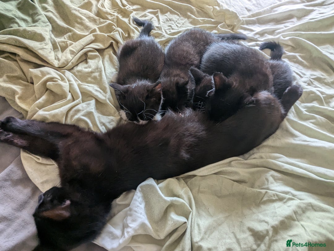 Mixed Breed cats for sale: Kittens for sale - Image 10