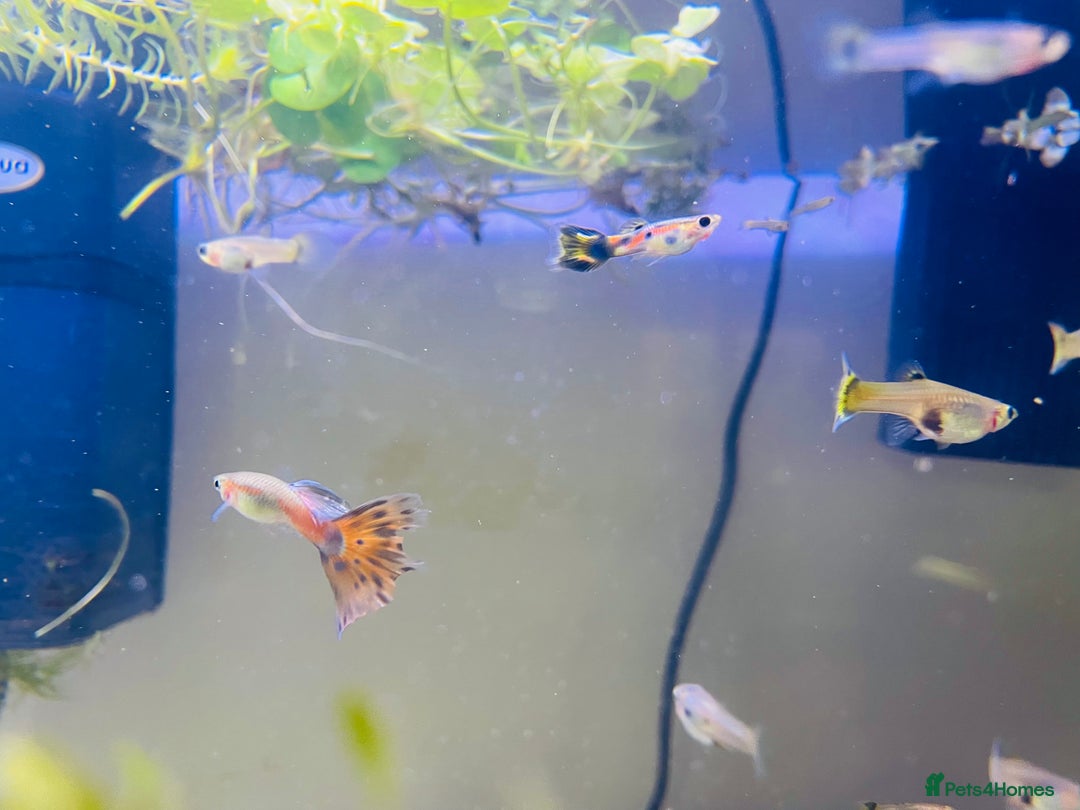 Live Bearers fish for sale: Mixed guppies - Image 3