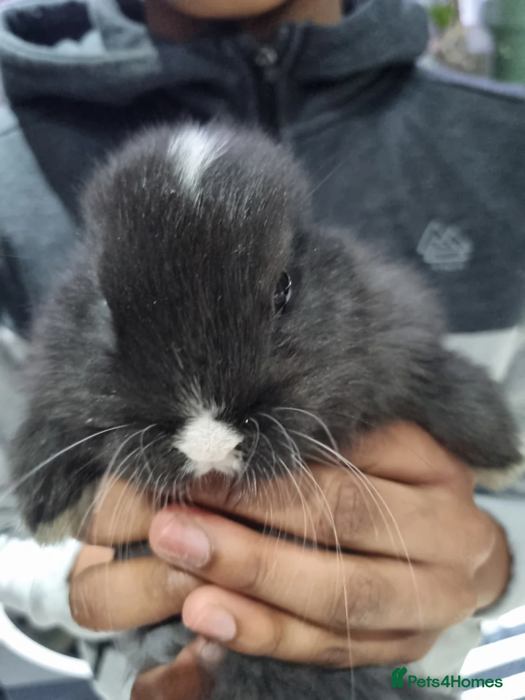 Silver Fox rabbits for sale: Silver Fox babies - Advert 3