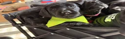 Labrador Retriever dogs for sale: LABRADOR RETRIEVER–HEALTH TESTED, FULLY VACCINATED - Advert 22