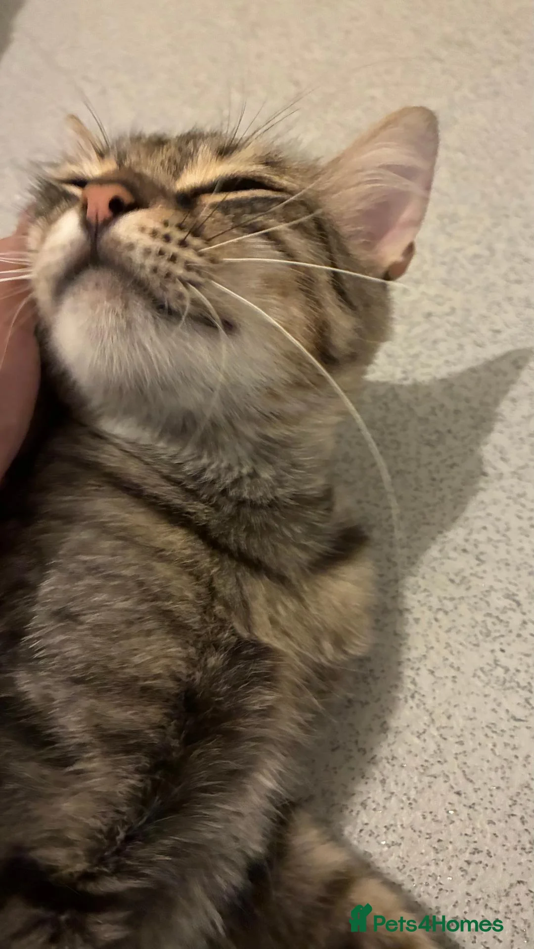 Domestic Shorthair cats for sale:  1-YEAR-OLD TABBY LOOKING FOR A FOREVER HOME 🐾💗 - Advert 4