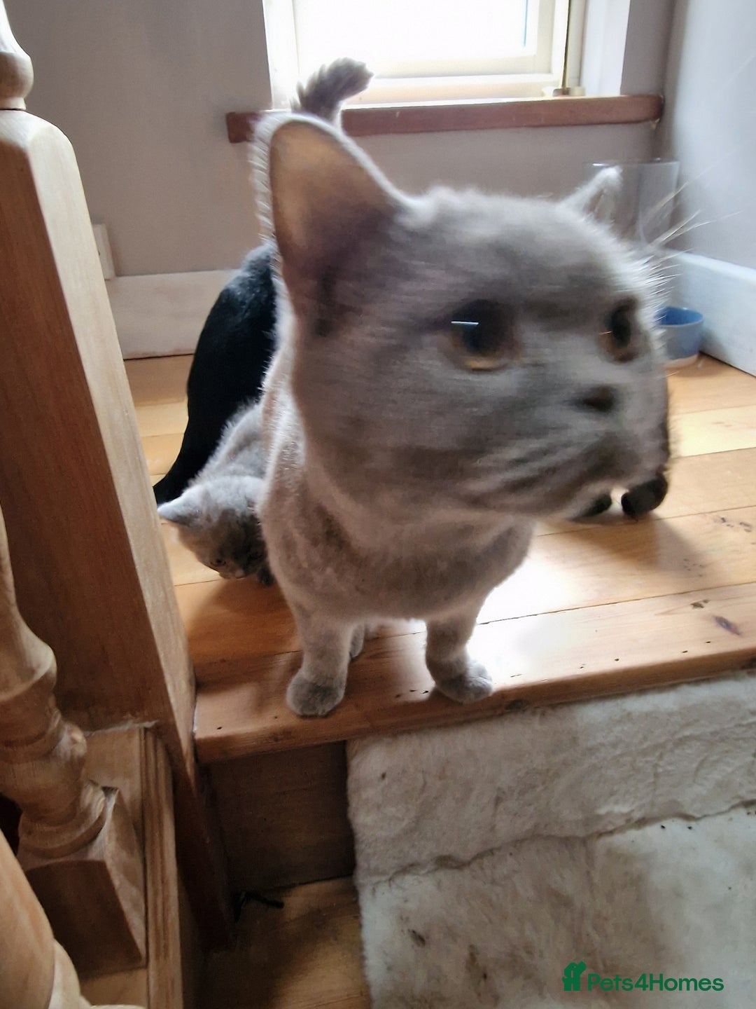 British Shorthair cats for sale: 2 x male kittens - Image 3
