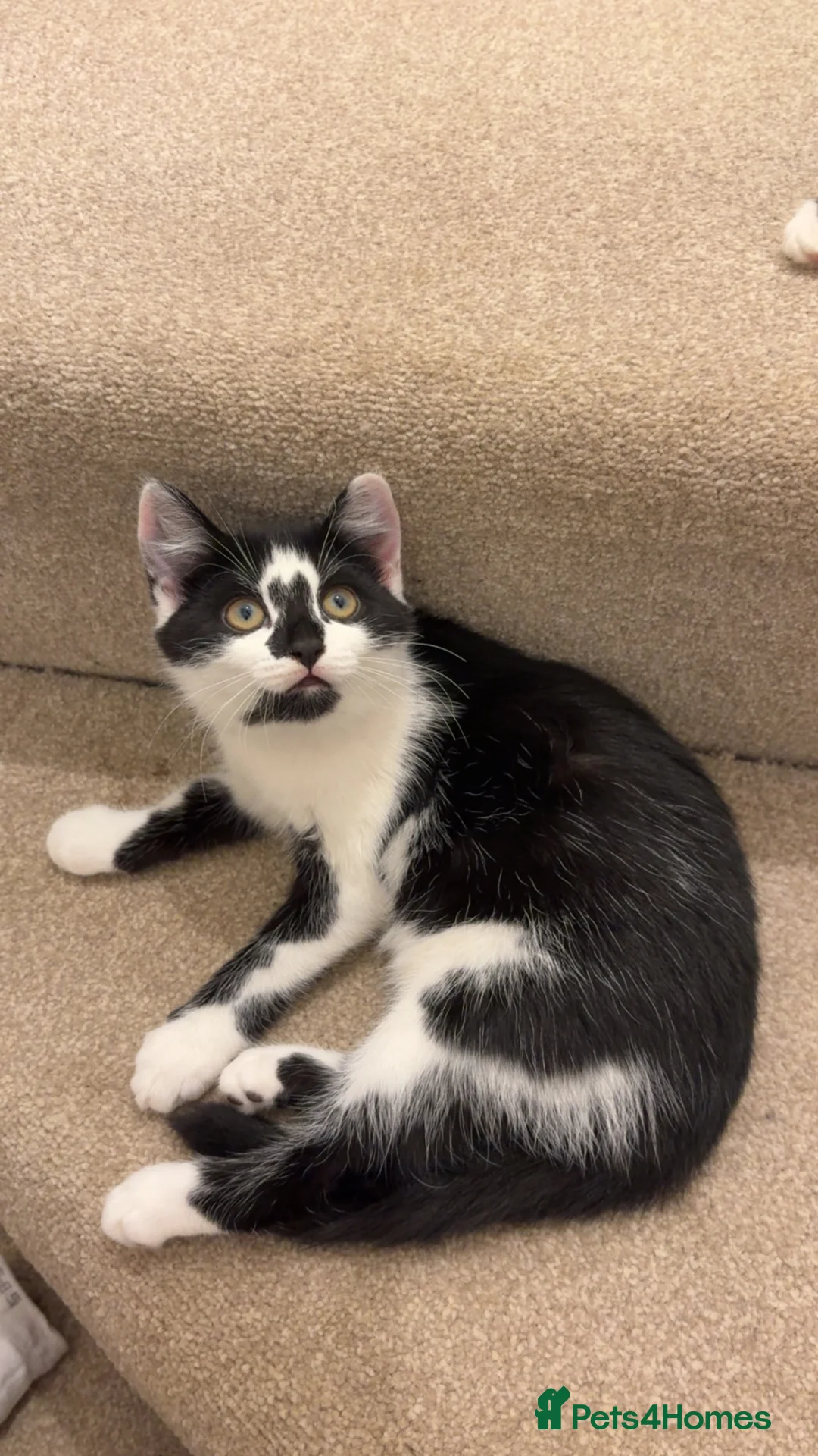 Mixed Breed cats for sale: 10 week old kittens  in Norwich - Advert 2