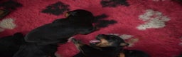 Rottweiler dogs for sale: Champion-Bred Rottweiler Puppies for Loving Homes - Advert 5