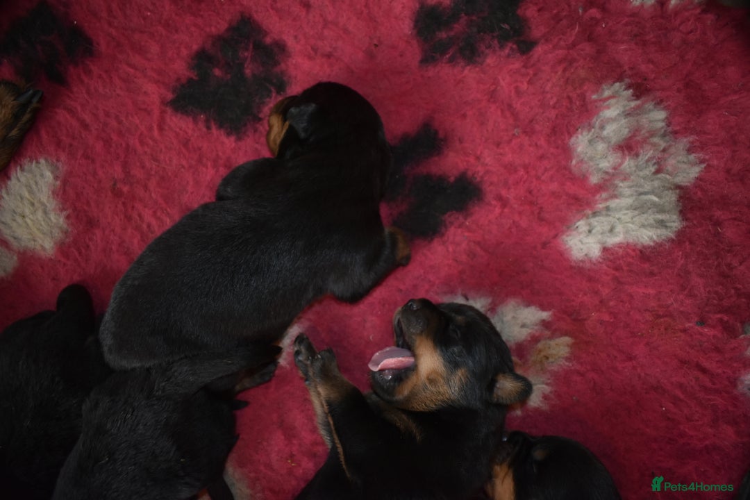 Rottweiler dogs for sale: Champion-Bred Rottweiler Puppies for Loving Homes - Advert 5