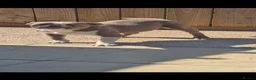 American Bully dogs for sale: Forever homes needed 🩷 Socks, Dolly and Herby🩷 - Advert 4