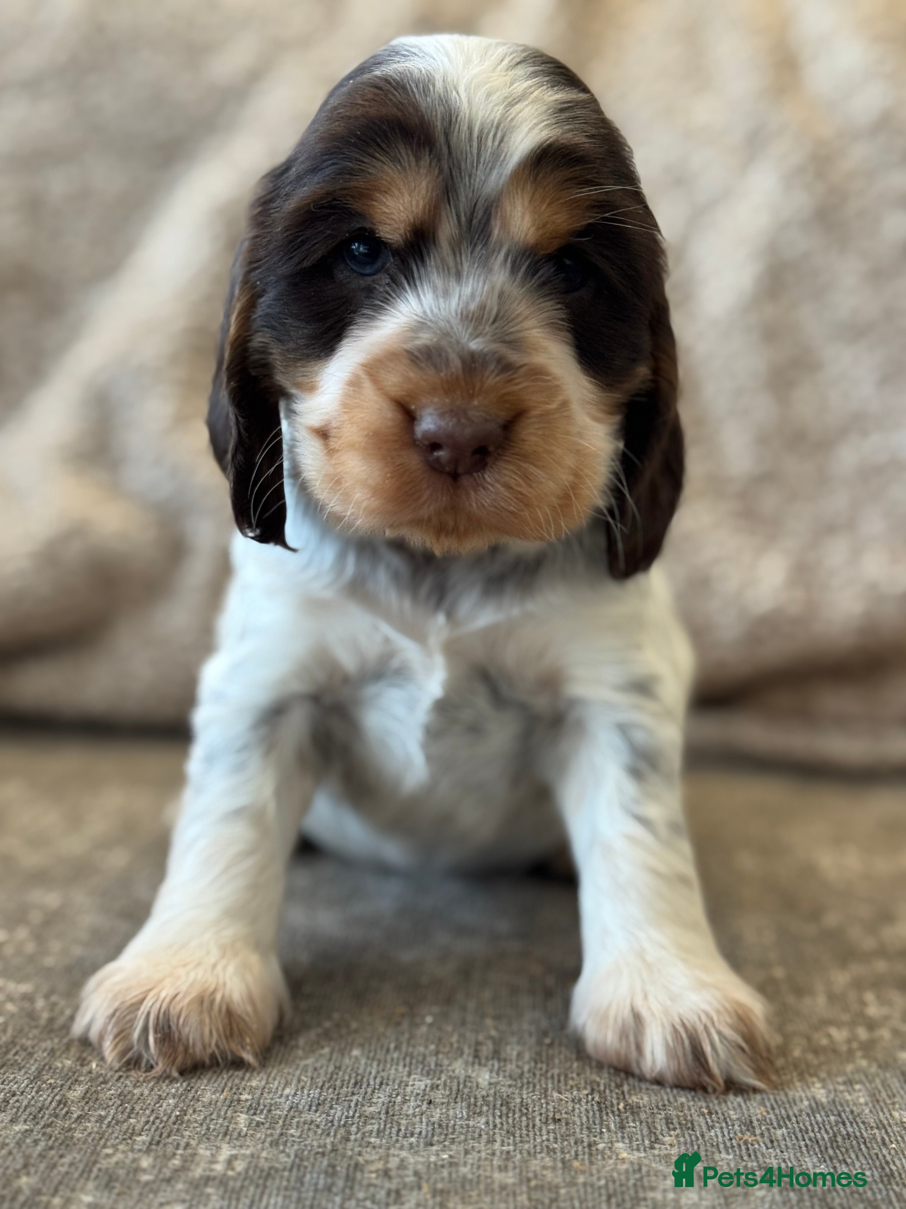 Cocker Spaniel dogs 100% SHOWTYPE COCKERS KC REGISTERED HEALTH TESTED  - Advert 1