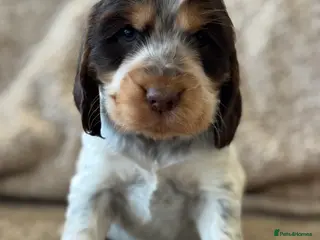 Cocker Spaniel dogs 100% SHOWTYPE COCKERS KC REGISTERED HEALTH TESTED - Advert 3