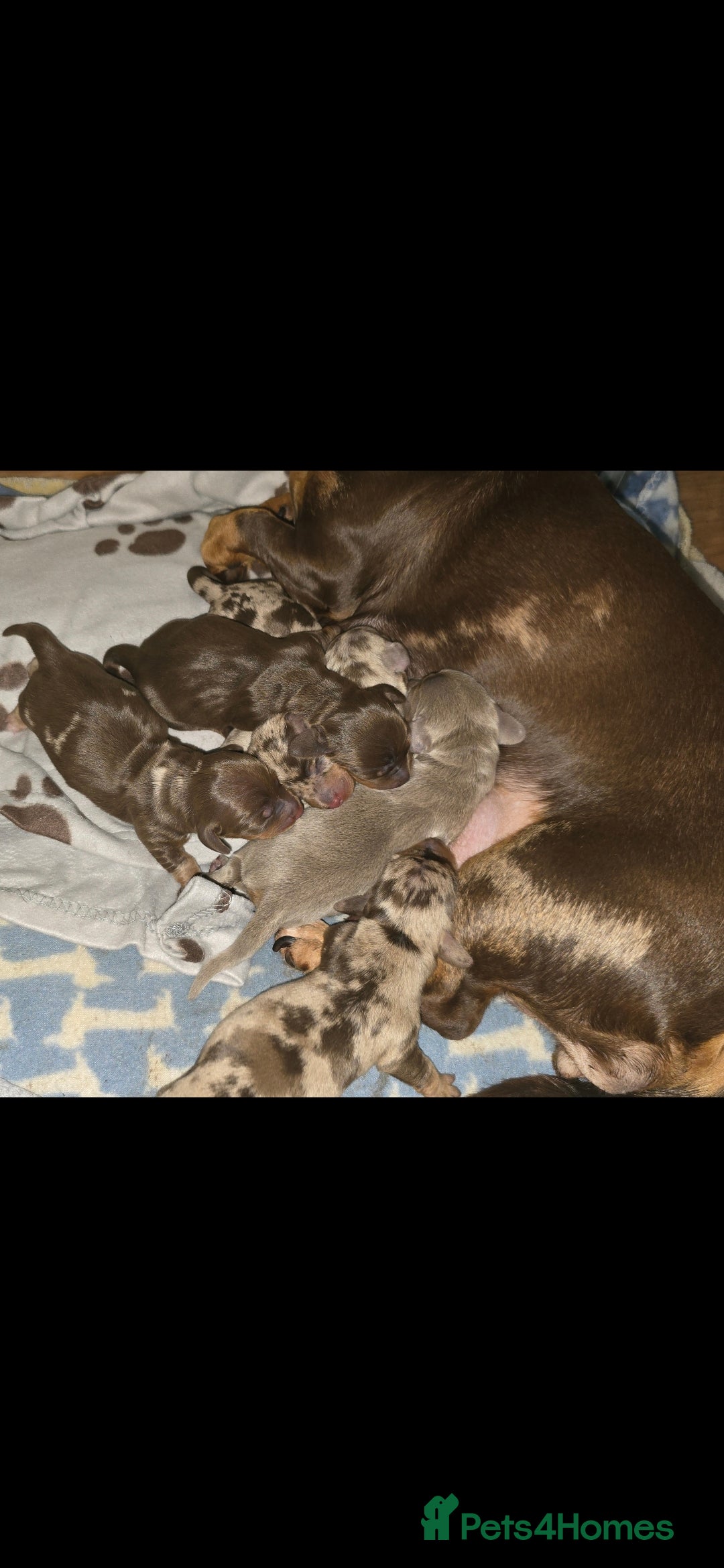 Miniature Dachshund dogs Beautiful KC Miniature Dachshunds - Advert 18