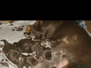 Miniature Dachshund dogs Beautiful KC Miniature Dachshunds - Advert 18