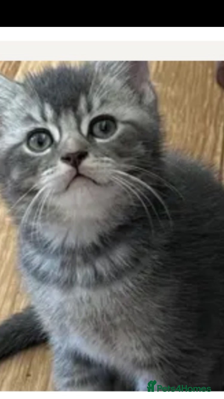 British Shorthair cats Ready for Rehoming - Advert 10