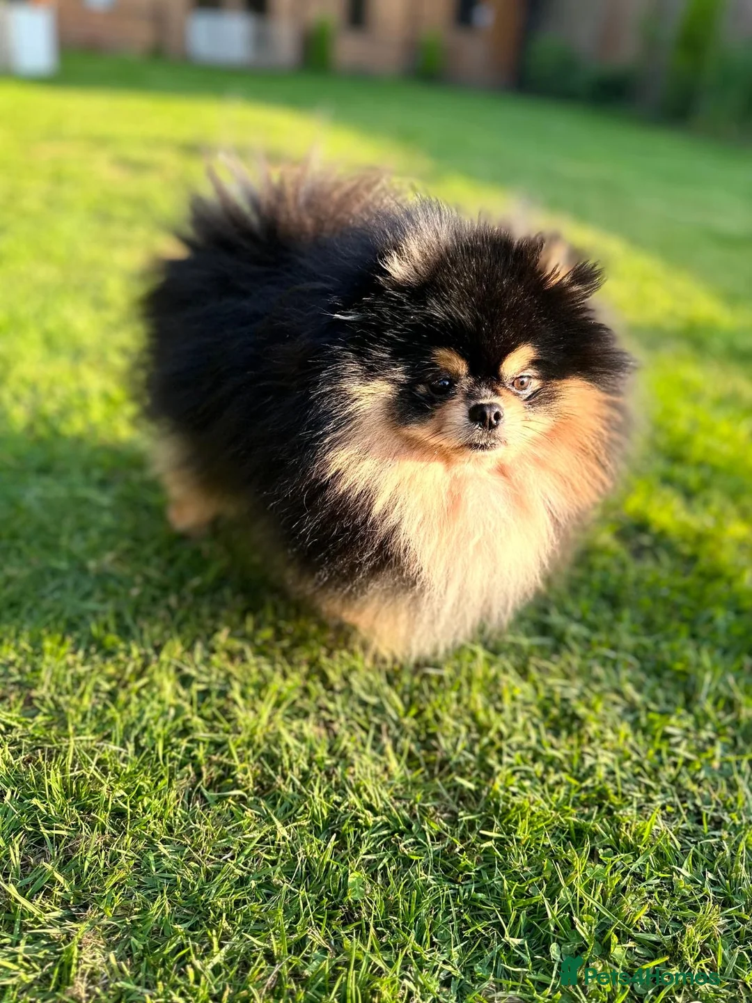 Pomeranian dogs for sale: Pomeranian puppy for sale - Advert 7