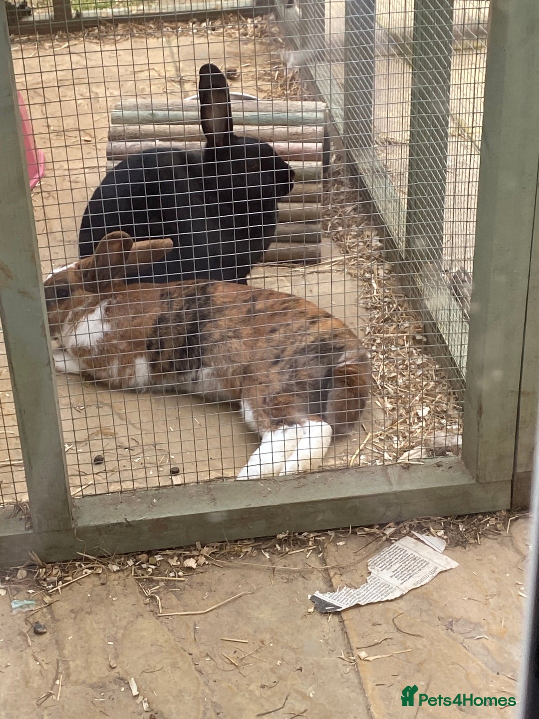Rex rabbits for sale: Bonded Pair of Rex Rabbits - Rehoming  - Image 1
