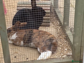 Rex rabbits - Advert 1