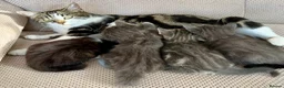 Mixed Breed cats for sale: Gorgeous 5 Adorable Kittens Ready For Home 💕 - Advert 17