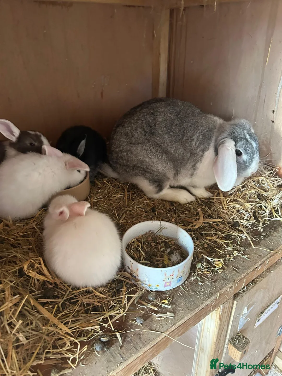 Mini Lop rabbits for sale: Beautiful mini lop bunnies  - Advert 3