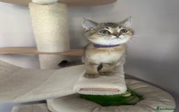 British Shorthair cats for sale: ‼️Ready now, last kitten left TICA registered  - Image 25