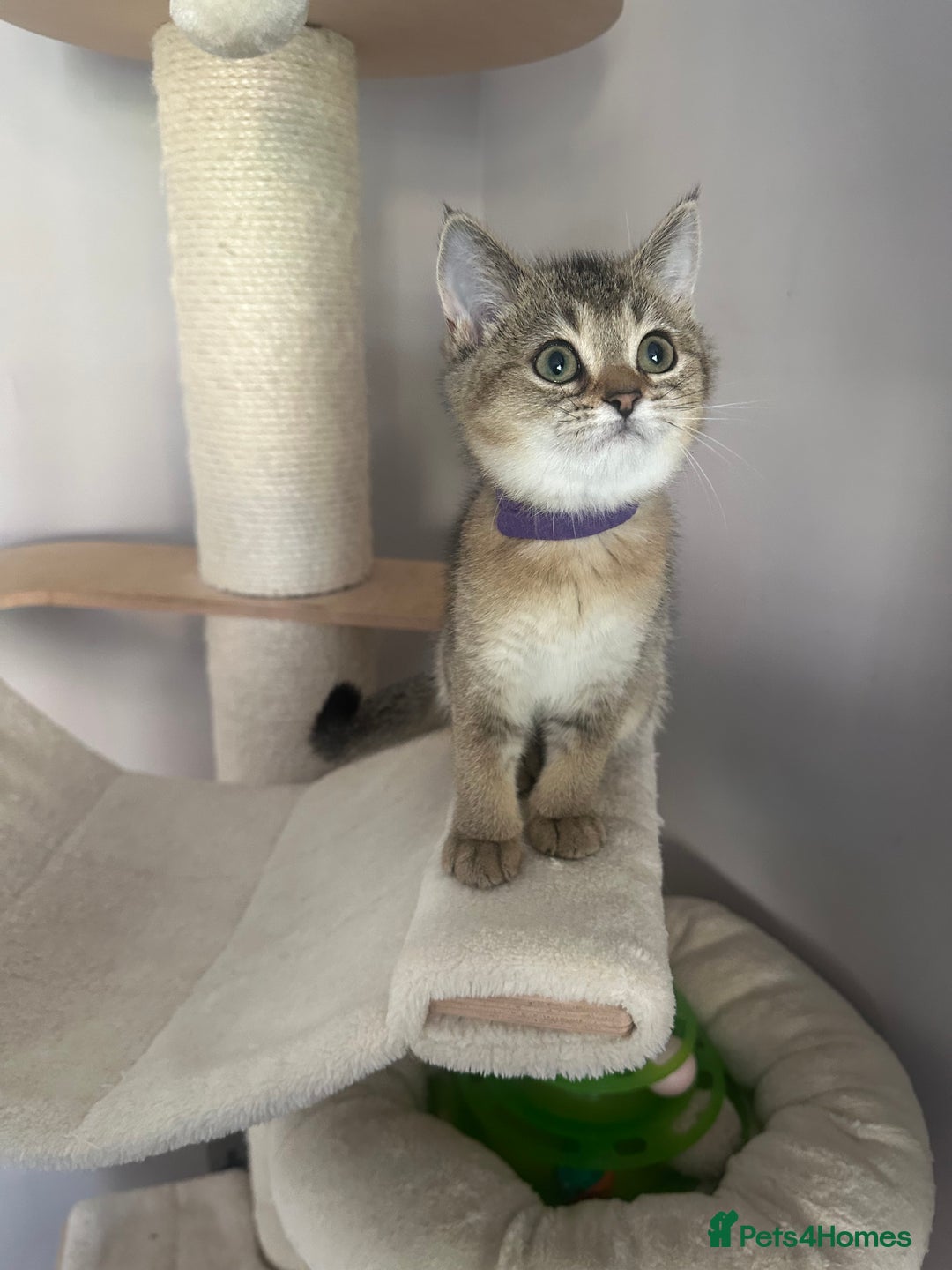 British Shorthair cats for sale: ‼️Ready now, last kitten left TICA registered  - Image 25